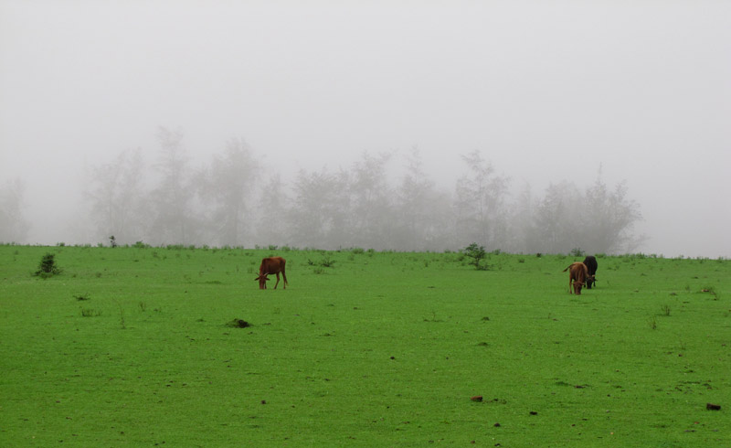 Cattle at Agumbe