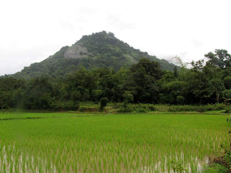 Paddy field and part of Kundadri hill
