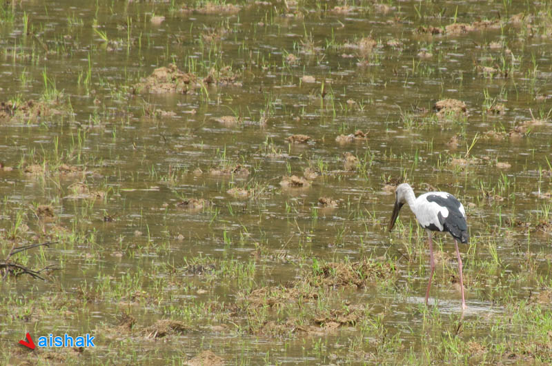 The Asian Openbill or Asian Openbill Stork (Anastomus oscitans) searching its food, seen on the way to Madikeri