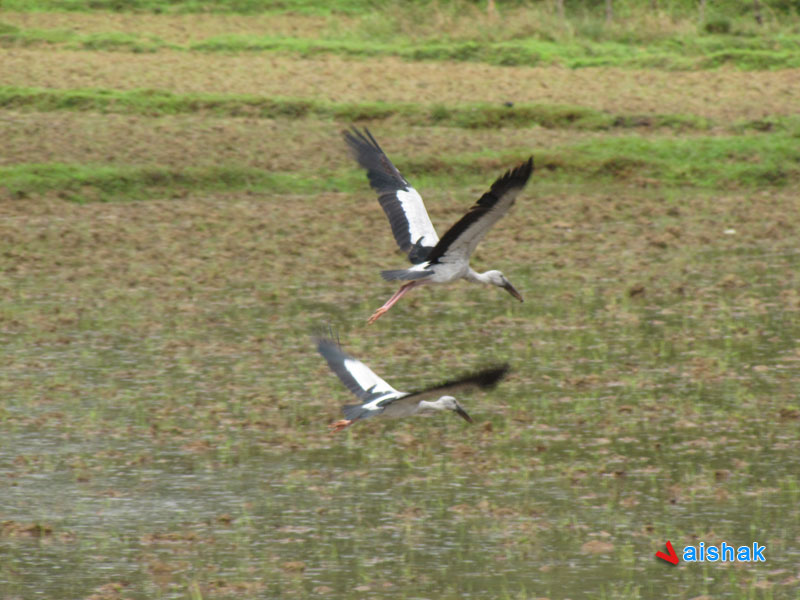 The Asian Openbill or Asian Openbill Stork (Anastomus oscitans)