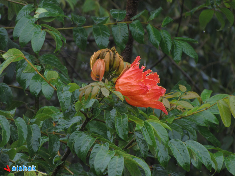 Spathodea campanulata, is commonly known as the Fountain Tree, African Tulip Tree, Pichkari or Nandi Flame