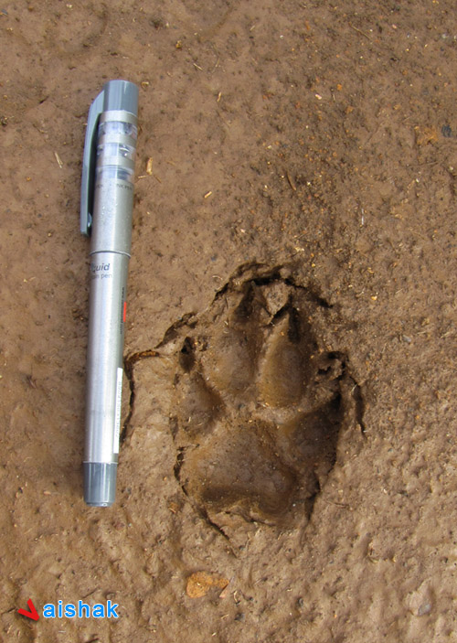 Dog or Tiger? Footprint...!