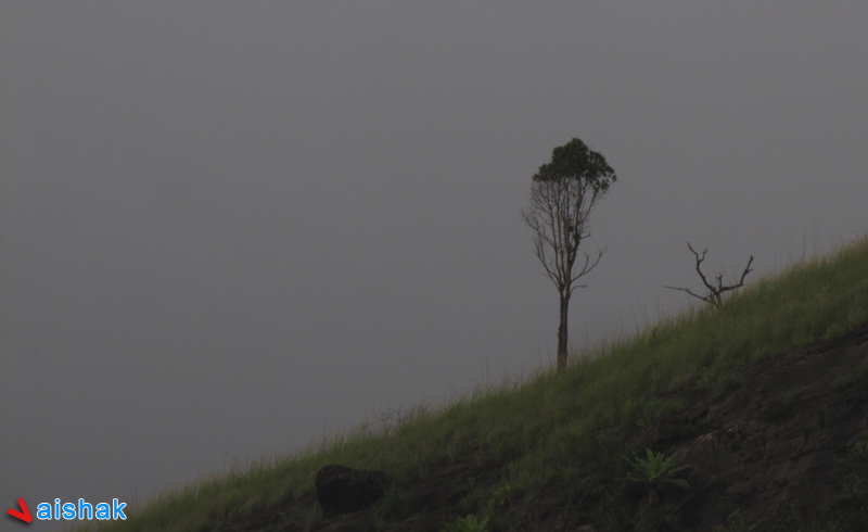 Lonely Tree at the steep