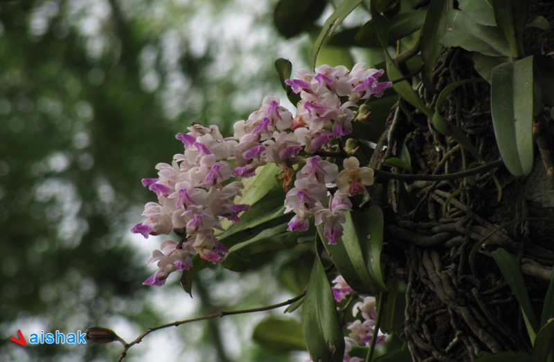 Non ID Orchid near Palakkayam Thattu