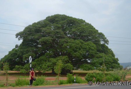 Mysore Great Banyan tree - view from road
