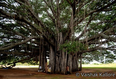 Mysore Great Banyan tree