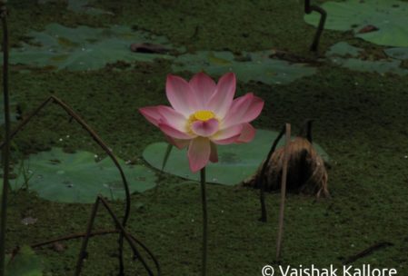 Water lily at Ranganathittu
