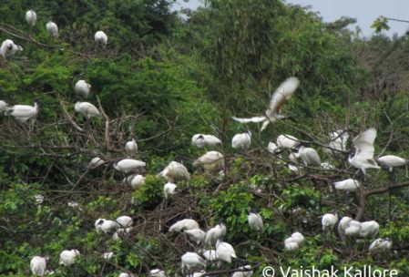 Birds at Ranganathittu