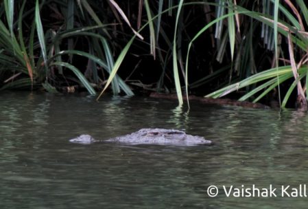 Crocodile at Ranganathittu