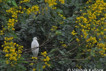Bird at Ranganathittu
