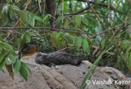 Baby crocodile at Ranganathittu
