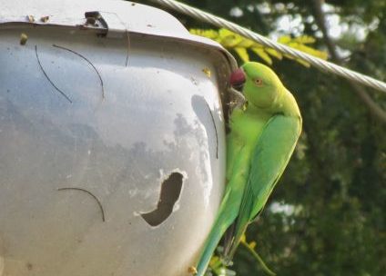 Rose ringed parakeet female
