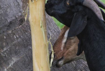 Goats eating tree skin